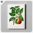 1-55_Nederlandsche-Flora-en-Pomona_canvas