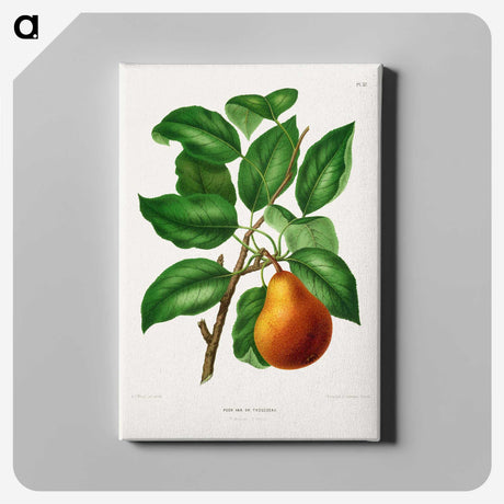 1-55_Nederlandsche-Flora-en-Pomona_canvas