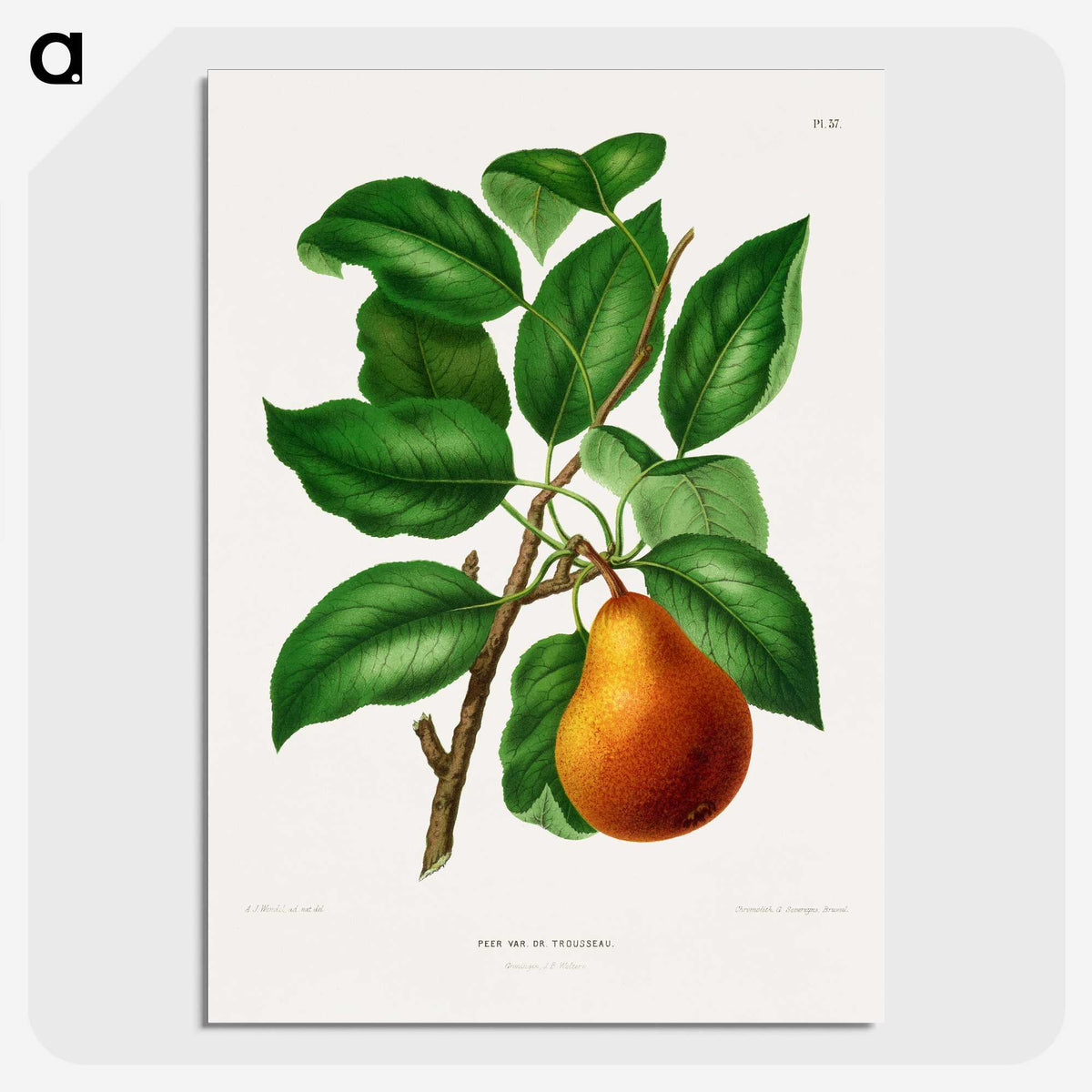 1-55_Nederlandsche-Flora-en-Pomona_picture-crop