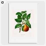 1-55_Nederlandsche-Flora-en-Pomona_picture
