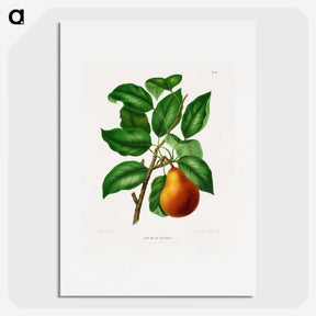 1-55_Nederlandsche-Flora-en-Pomona_picture