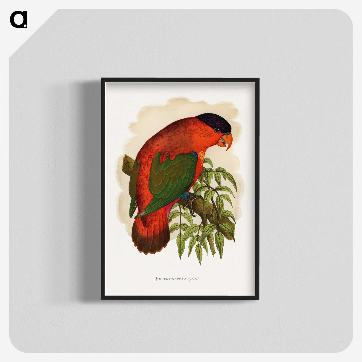 1-55_Parrots-in-Captivity_blk-crop