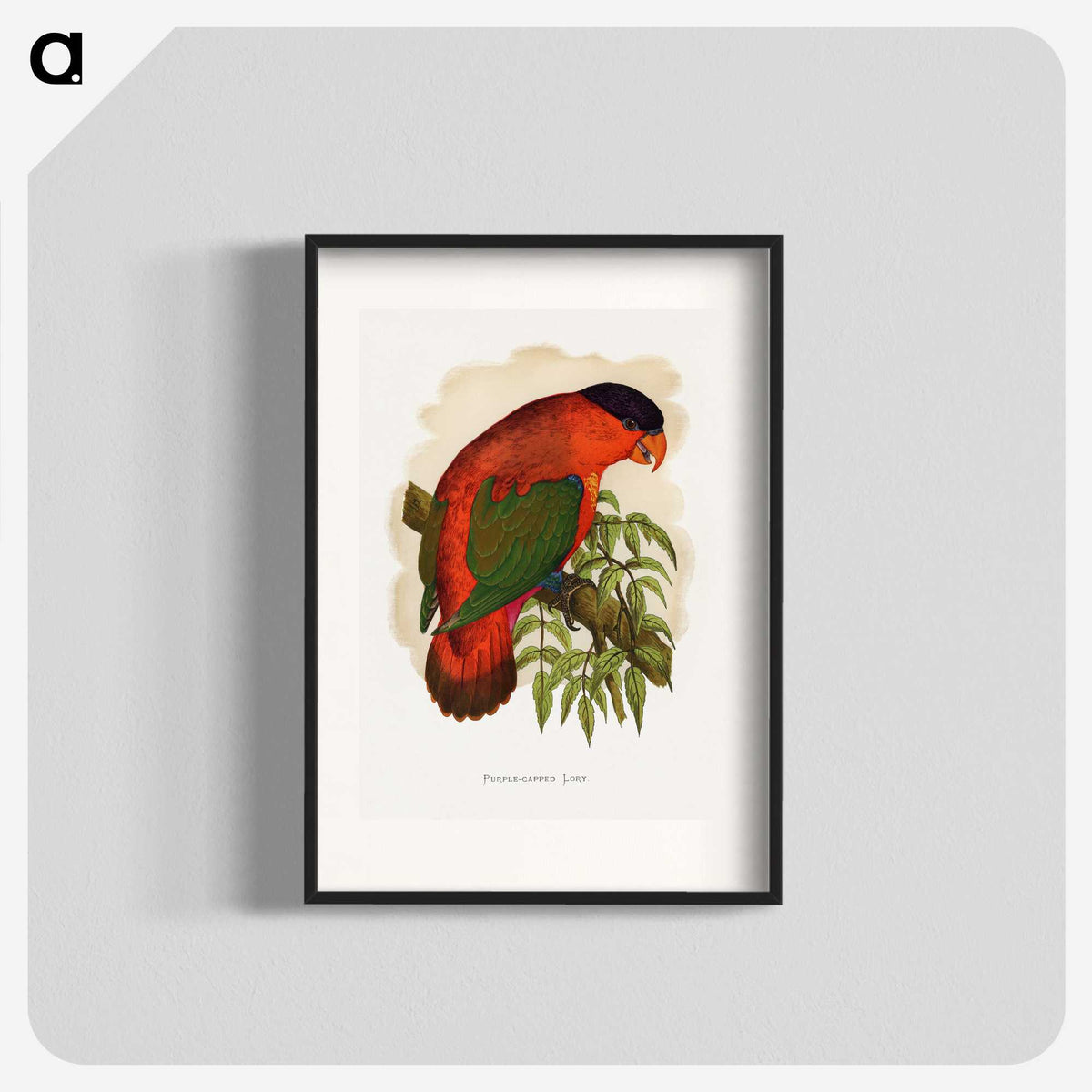 1-55_Parrots-in-Captivity_blk
