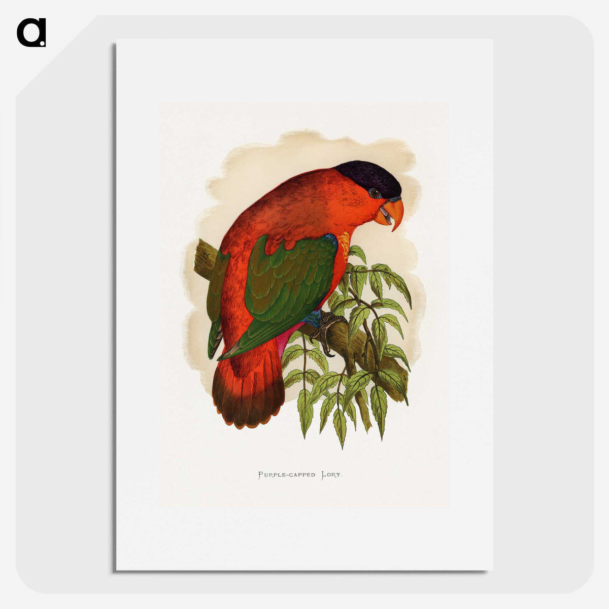 1-55_Parrots-in-Captivity_picture