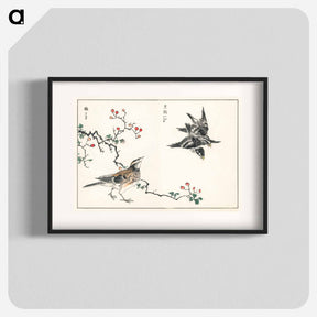 アートポスター-Dosky Thrush and Japanese Grey Thrush
 - 鳥類図鑑 Poster.