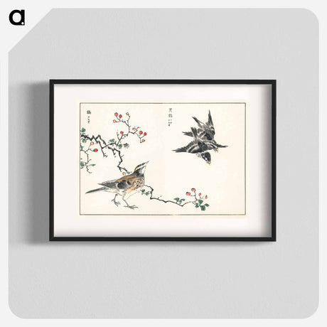 アートポスター-Dosky Thrush and Japanese Grey Thrush
 - 鳥類図鑑 Poster.