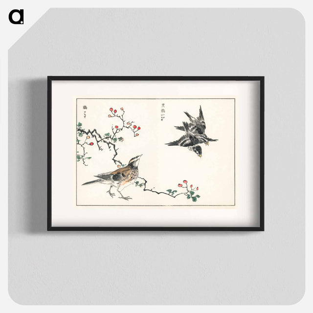 アートポスター-Dosky Thrush and Japanese Grey Thrush
 - 鳥類図鑑 Poster.