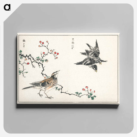 アートパネル-Dosky Thrush and Japanese Grey Thrush
 - 鳥類図鑑 Canvas.