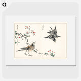 アートポスター-Dosky Thrush and Japanese Grey Thrush
 - 鳥類図鑑 Poster.