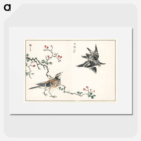アートポスター-Dosky Thrush and Japanese Grey Thrush
 - 鳥類図鑑 Poster.