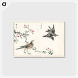 アートポストカード-Dosky Thrush and Japanese Grey Thrush
 - 鳥類図鑑 Postcard.