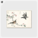 アートポストカード-Dosky Thrush and Japanese Grey Thrush
 - 鳥類図鑑 Postcard.