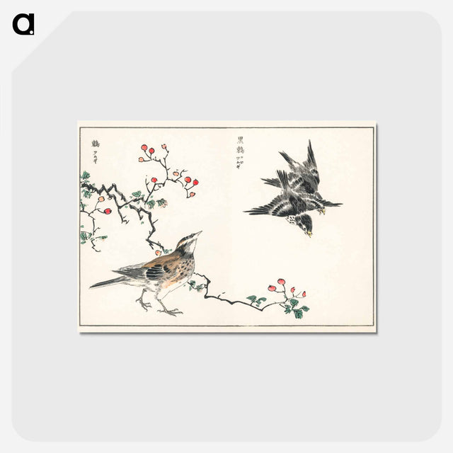 アートポストカード-Dosky Thrush and Japanese Grey Thrush
 - 鳥類図鑑 Postcard.