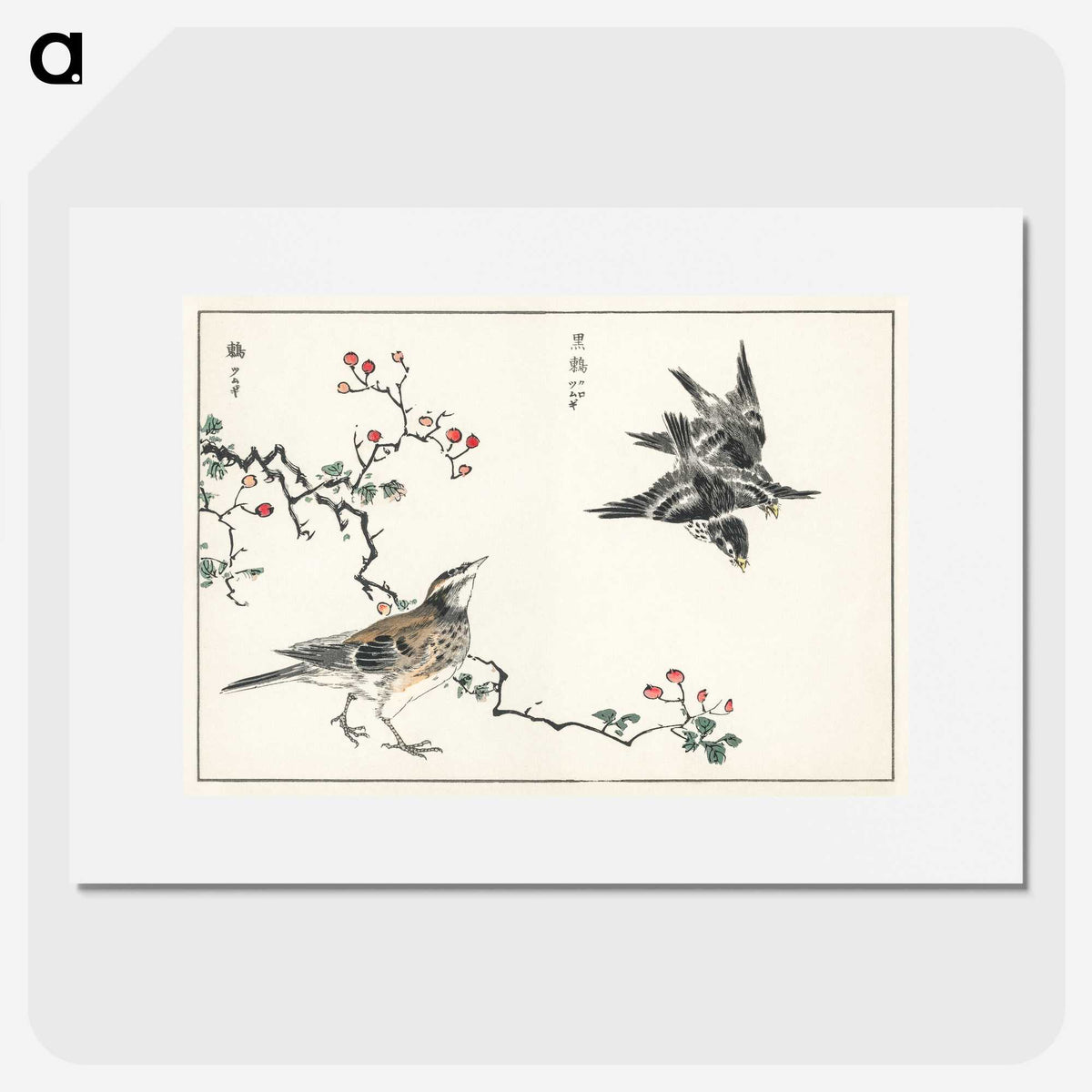 1-55_Pictorial-Monograph-of-Birds_picture