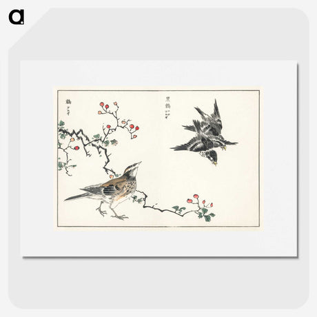 1-55_Pictorial-Monograph-of-Birds_picture