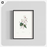 1-55_Pierre-Joseph-Redoute_blk