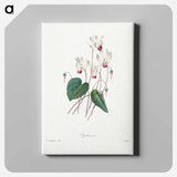 アートパネル-Cyclamen - ピエール ジョゼフ ルドゥーテ Canvas.