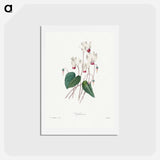 アートポストカード-Cyclamen - ピエール ジョゼフ ルドゥーテ Postcard.
