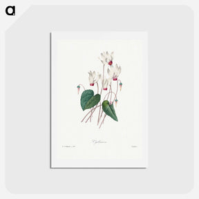 アートポストカード-Cyclamen - ピエール ジョゼフ ルドゥーテ Postcard.