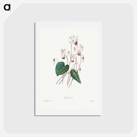 アートポストカード-Cyclamen - ピエール ジョゼフ ルドゥーテ Postcard.