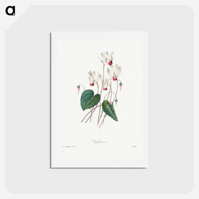 アートポストカード-Cyclamen - ピエール ジョゼフ ルドゥーテ Postcard.