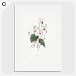 1-55_Pierre-Joseph-Redoute_picture
