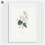 1-55_Pierre-Joseph-Redoute_picture