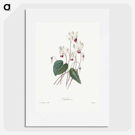 1-55_Pierre-Joseph-Redoute_picture