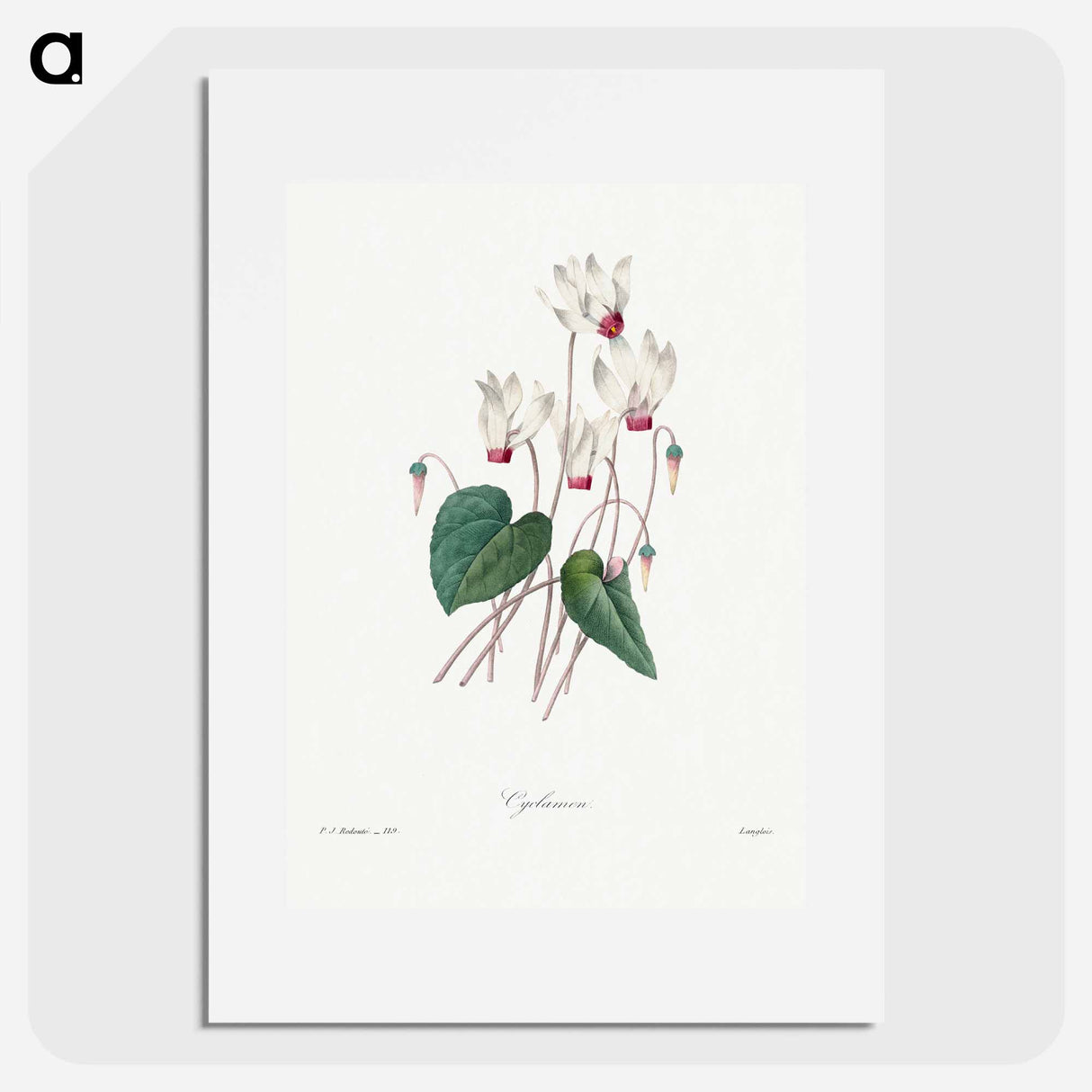 Cyclamen - Pierre Joseph Redouté Poster.