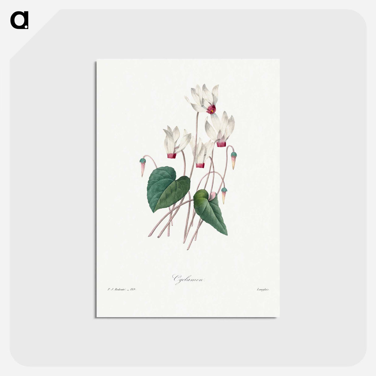 アートポストカード-Cyclamen - ピエール ジョゼフ ルドゥーテ Postcard.