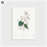 アートポストカード-Cyclamen - ピエール ジョゼフ ルドゥーテ Postcard.