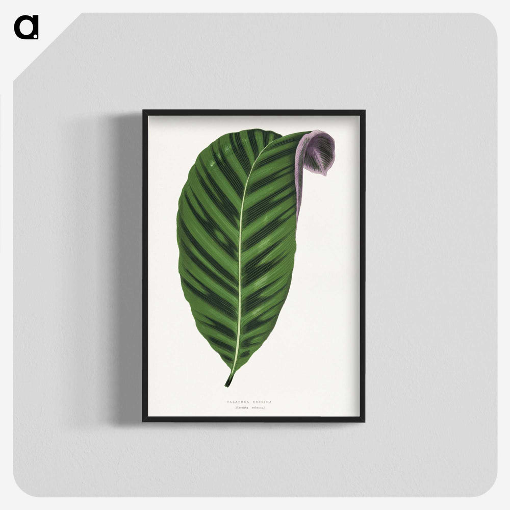 1-55_Plants-with-Colored-Foliage_blk-crop