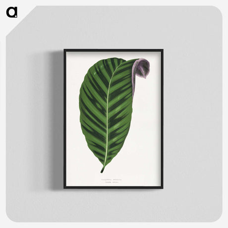 1-55_Plants-with-Colored-Foliage_blk-crop