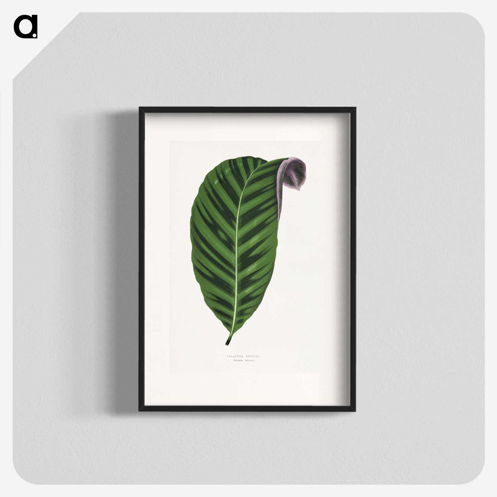 1-55_Plants-with-Colored-Foliage_blk