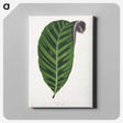 1-55_Plants-with-Colored-Foliage_canvas
