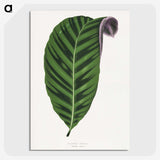 1-55_Plants-with-Colored-Foliage_picture-crop