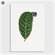 1-55_Plants-with-Colored-Foliage_picture