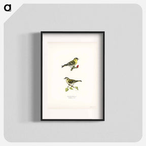 アートポスター-Siskin
 - スヴェンスカ フォグラル Poster.
