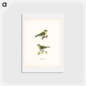 アートポストカード-Siskin
 - スヴェンスカ フォグラル Postcard.