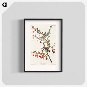 アートポスター-Tree Sparrow from Birds of America
 - アメリカの鳥たち Poster.