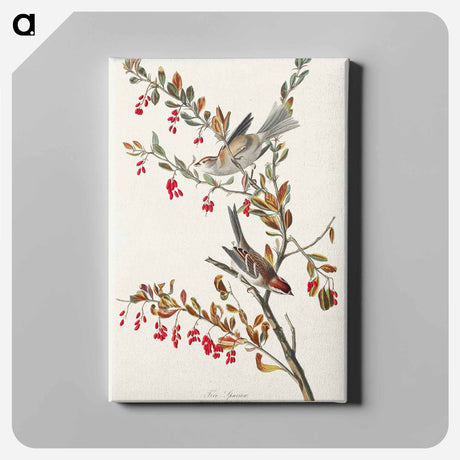 アートパネル-Tree Sparrow from Birds of America
 - アメリカの鳥たち Canvas.