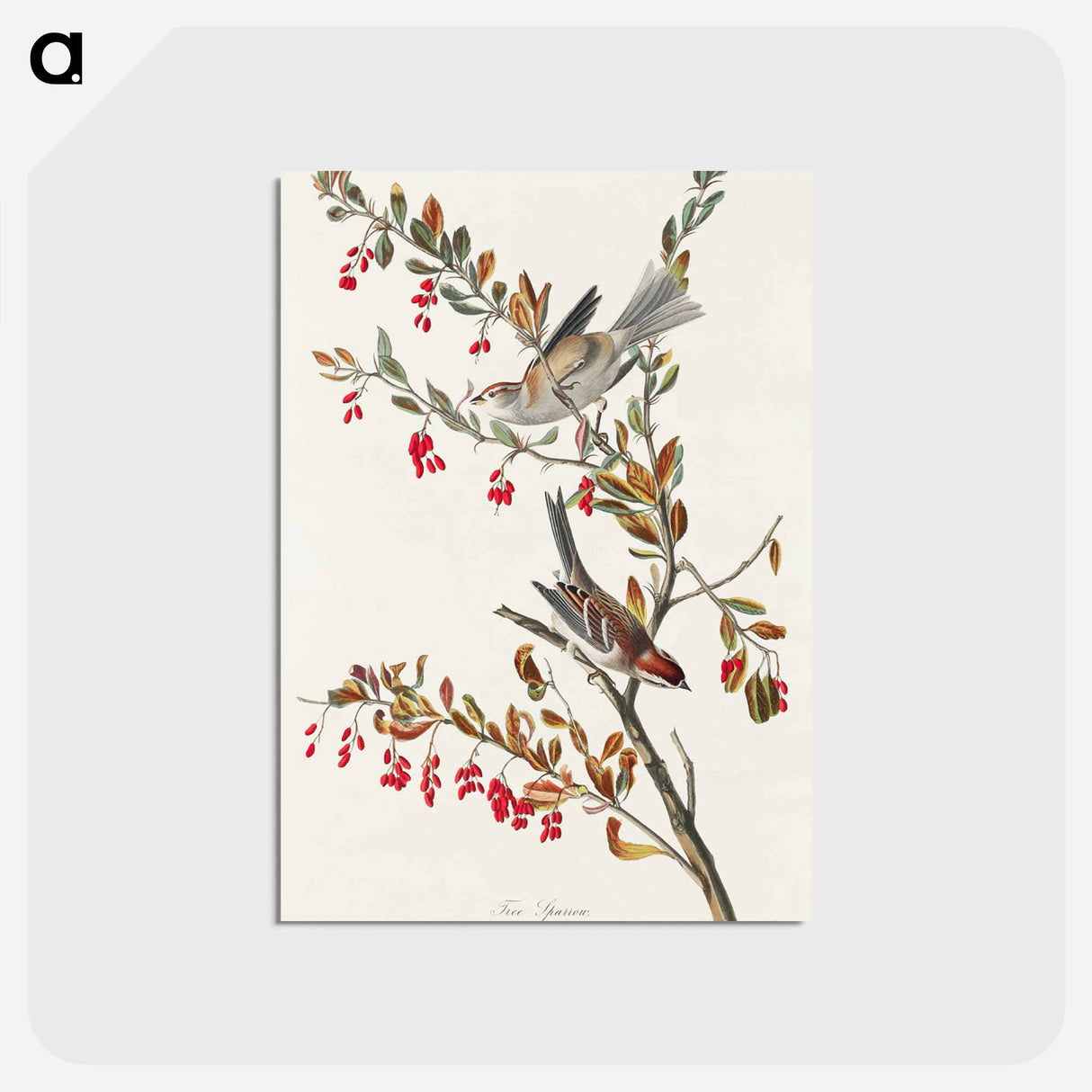 アートポストカード-Tree Sparrow from Birds of America
 - アメリカの鳥たち Postcard.