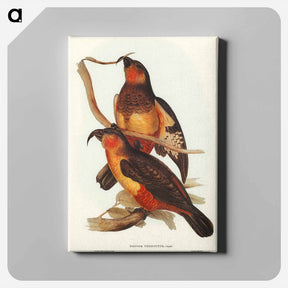 アートパネル-Philip Island Parrot
 - オーストラリアの鳥 Canvas.