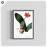 1-55_The-Lilies_blk-crop