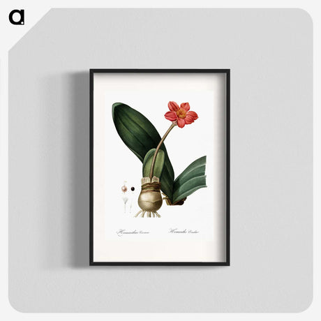 1-55_The-Lilies_blk