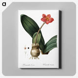 1-55_The-Lilies_canvas