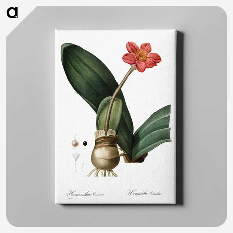1-55_The-Lilies_canvas