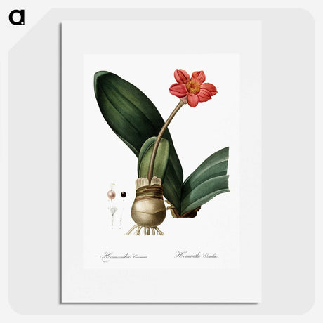 1-55_The-Lilies_picture