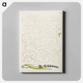 アートパネル-Insect and Hyssop from Mira Calligraphiae Monumenta
 - 書道のお手本 Canvas.