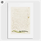 アートポスター-Insect and Hyssop from Mira Calligraphiae Monumenta
 - 書道のお手本 Poster.